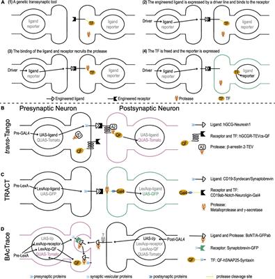 Genetic Transsynaptic Techniques for Mapping Neural Circuits in Drosophila